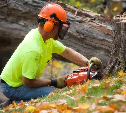 tree services East Douglas